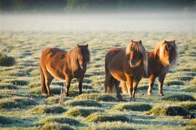 Haytor Ponies