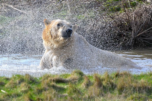 (c) Yorkshire Wildlife Park