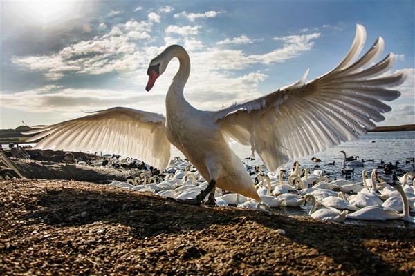 Abbotsbury swans