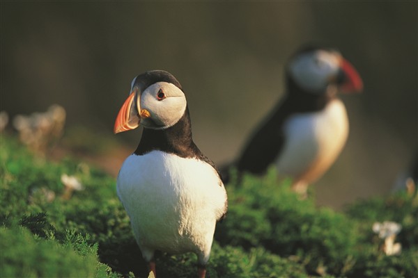 Puffins copyright visit wales