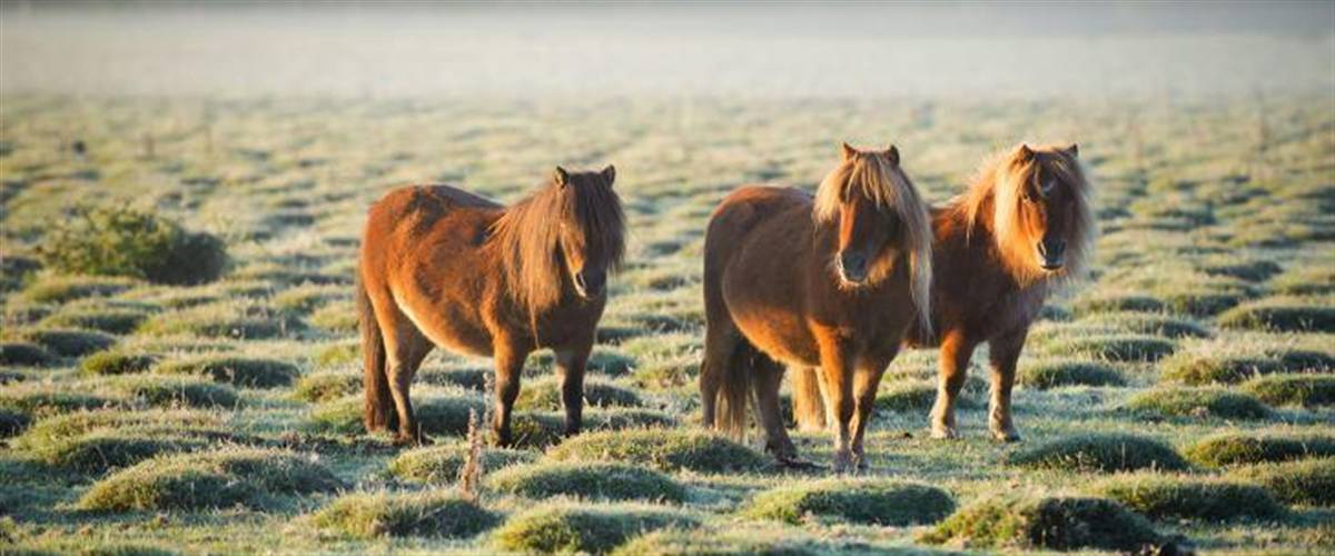 Haytor Ponies